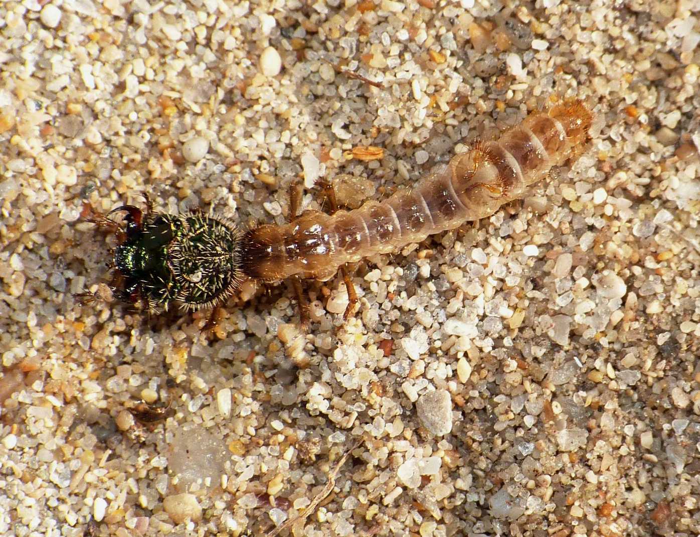 Larva di cicindela (probabile Lophyra flexuosa sardea)